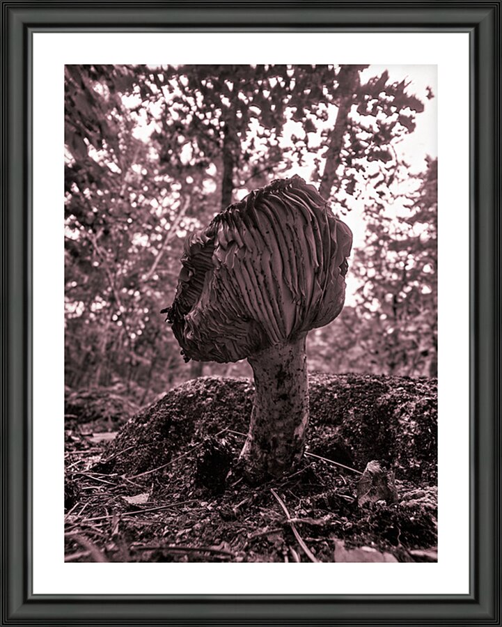Rising Up Picture Frame print