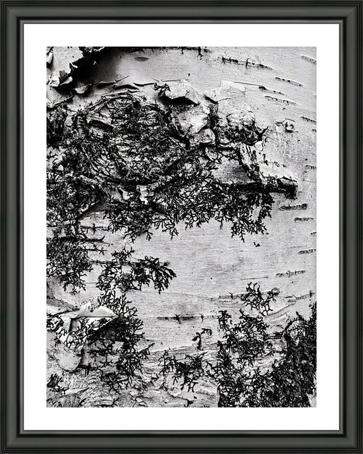 The Birch Bark  Picture Frame print