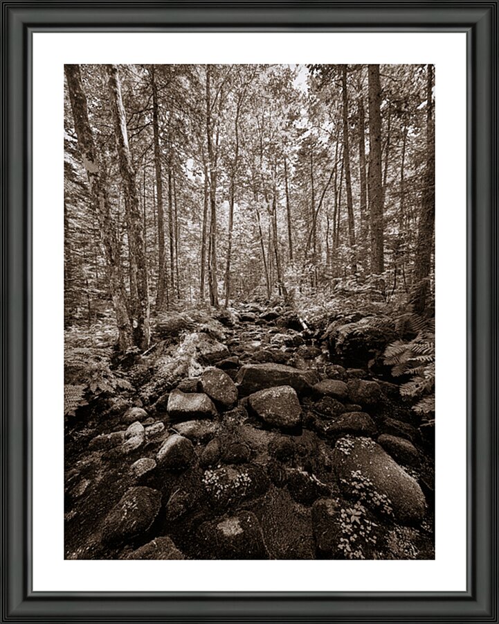 The Forest  Picture Frame print