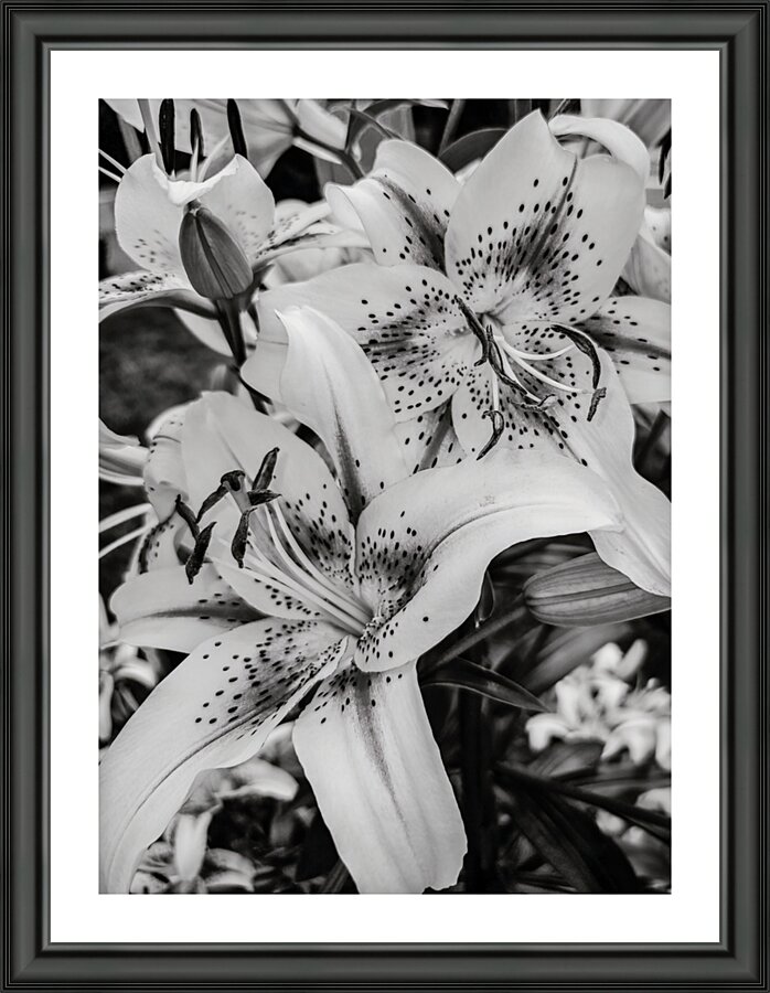 Spotted Blooms  Picture Frame print