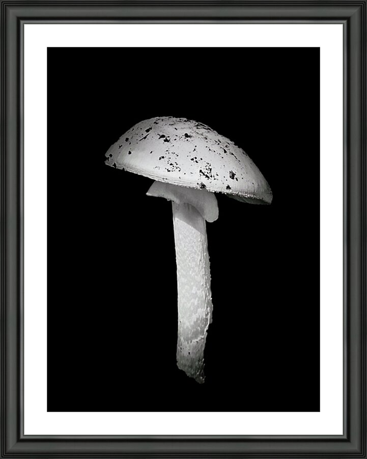 White Cap  Picture Frame print