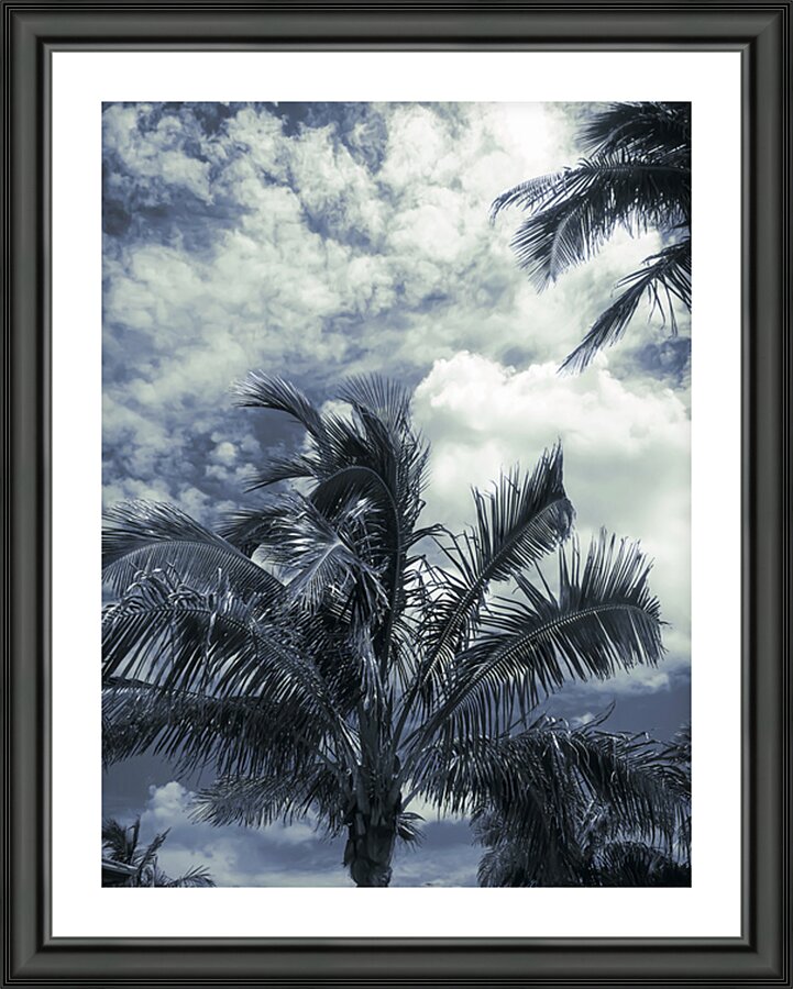 Wispy Palms Picture Frame print