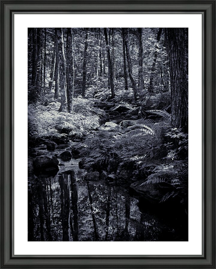 The Still Forest Picture Frame print