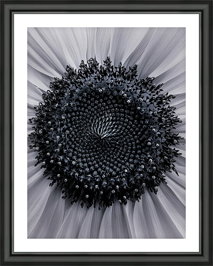 Spiraling Sun  Picture Frame print