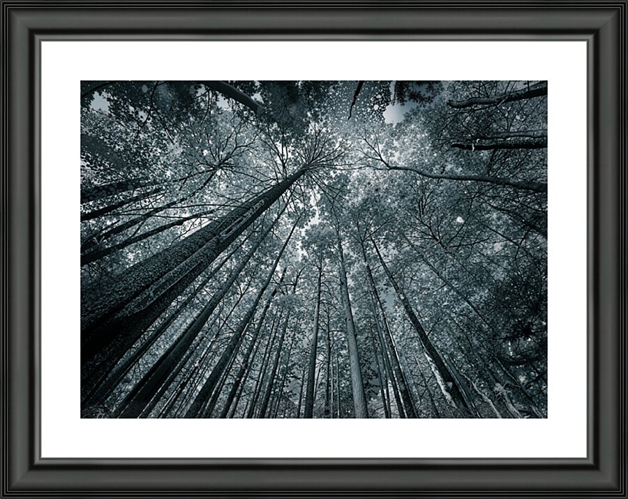 To The Light  Picture Frame print