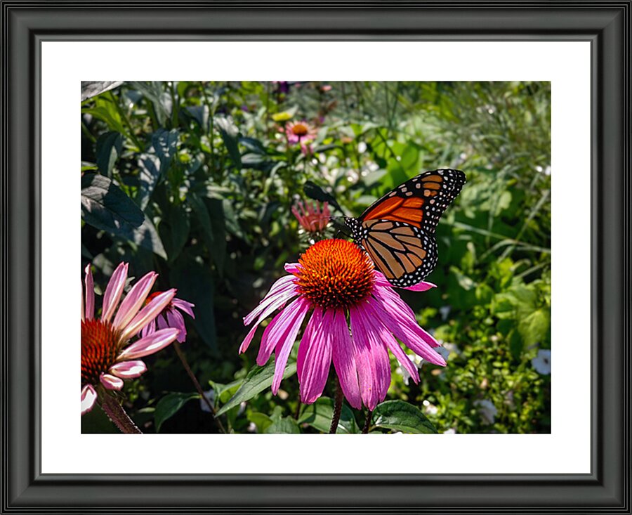 The Monarch Picture Frame print