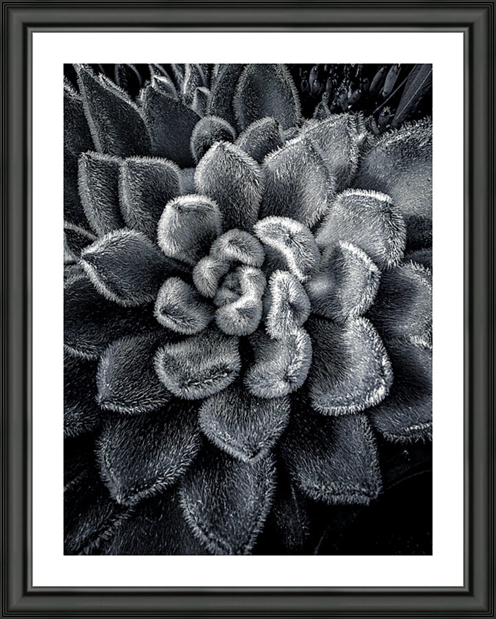 Mexican Firecracker Picture Frame print