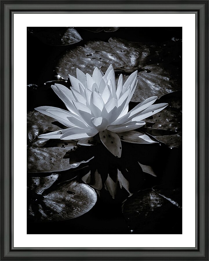 Resting Lilly Picture Frame print