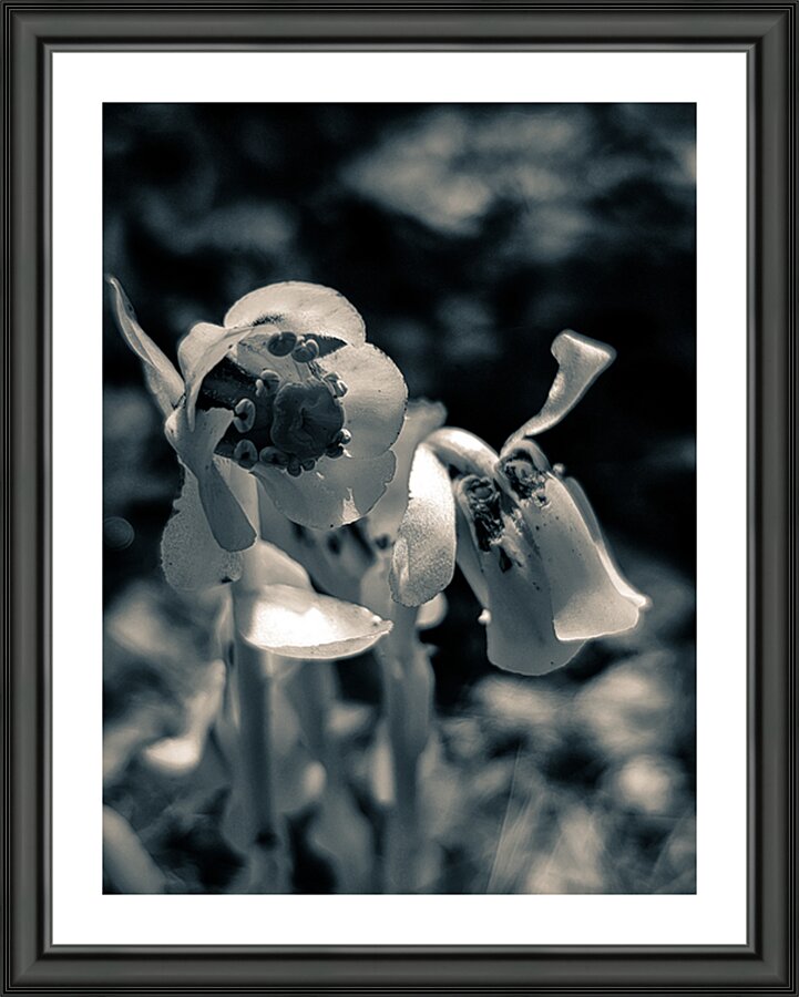 Trumpeter  Picture Frame print