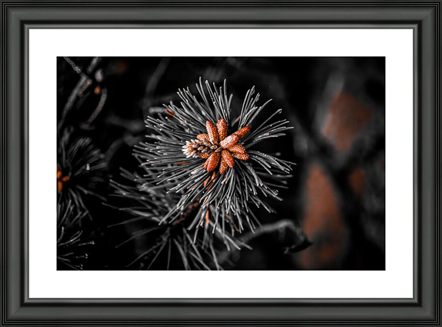 Rusted Pine Impression et Cadre photo