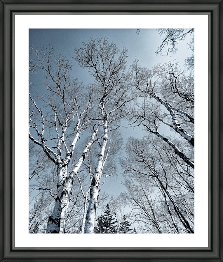 The Birches Picture Frame print