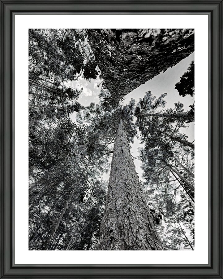 The Stretched Pines Picture Frame print