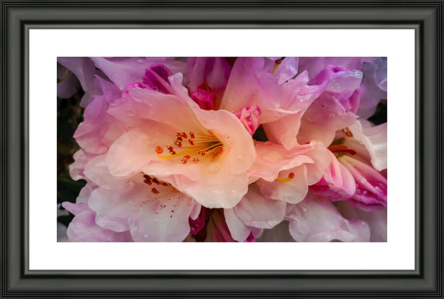 Drops On Azaleas  Picture Frame print
