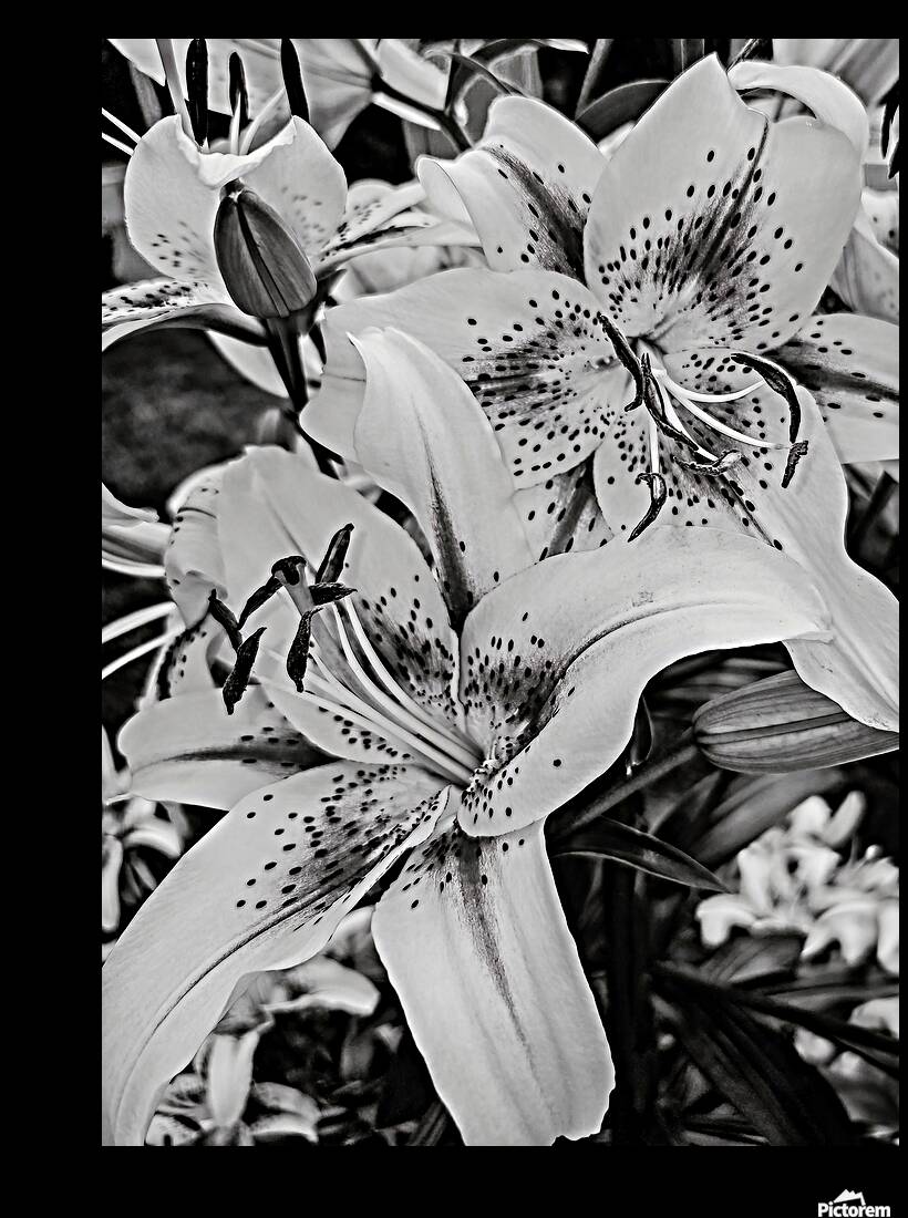 Spotted Blooms  Reproduction