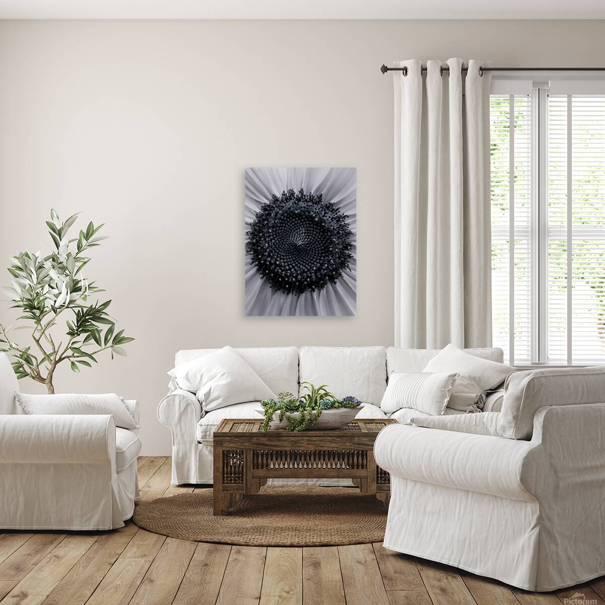 Spiraling Sun  Reproduction