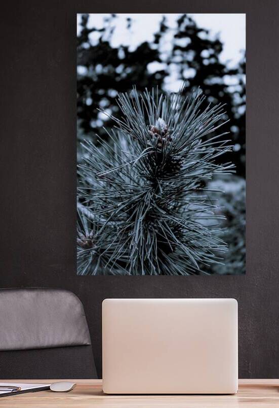 Cedar Pine by Blaine Stoner