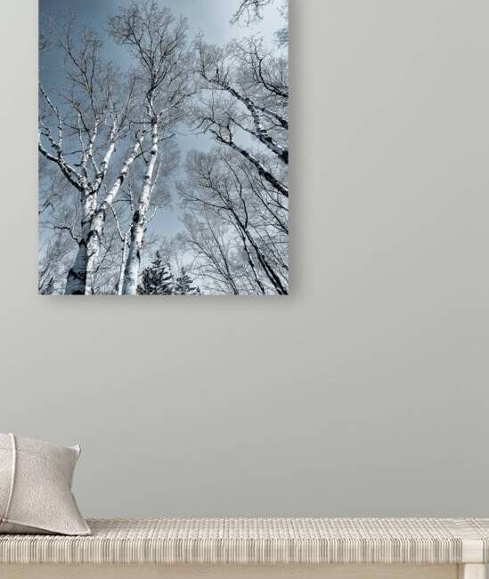The Birches by Blaine Stoner
