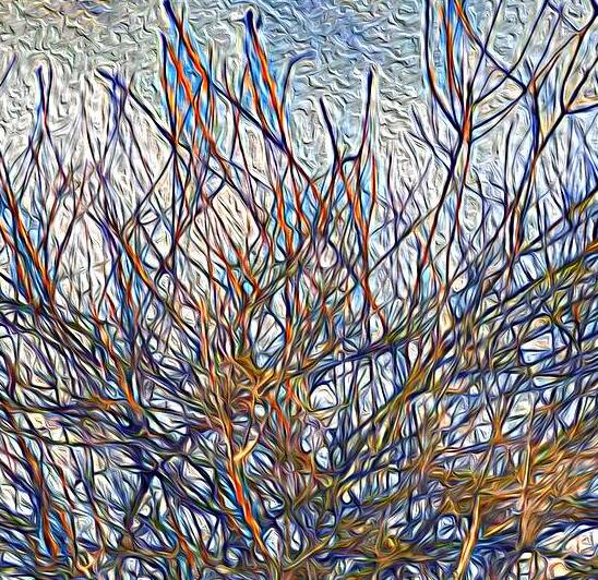 Branches In The Sky by Blaine Stoner