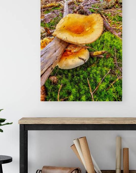 The Mushroom And The Log by Blaine Stoner