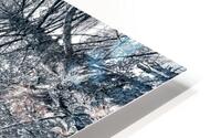 Tall Birch HD Metal print