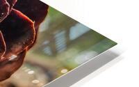 The Pine Cone  HD Metal print