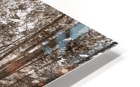 The Forest  HD Metal print