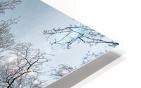 The Birches HD Metal print