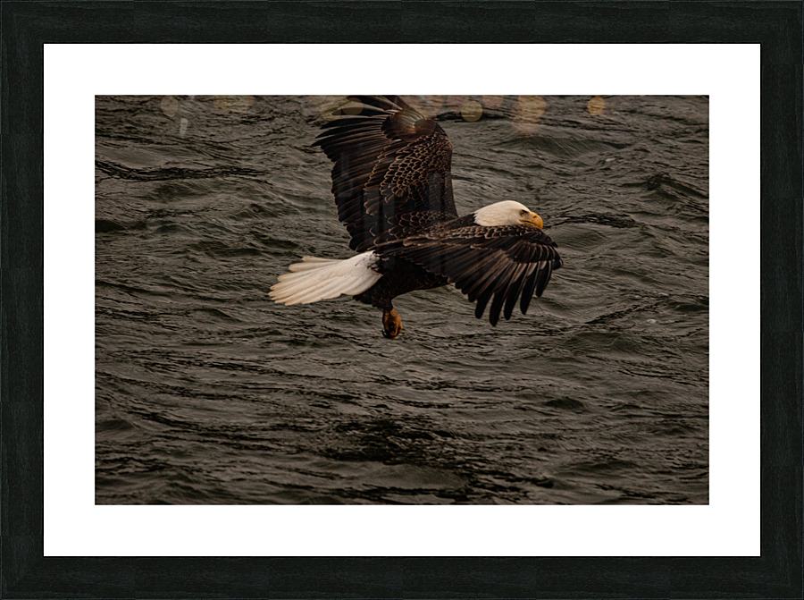 Eagle with his catch  Picture Frame print