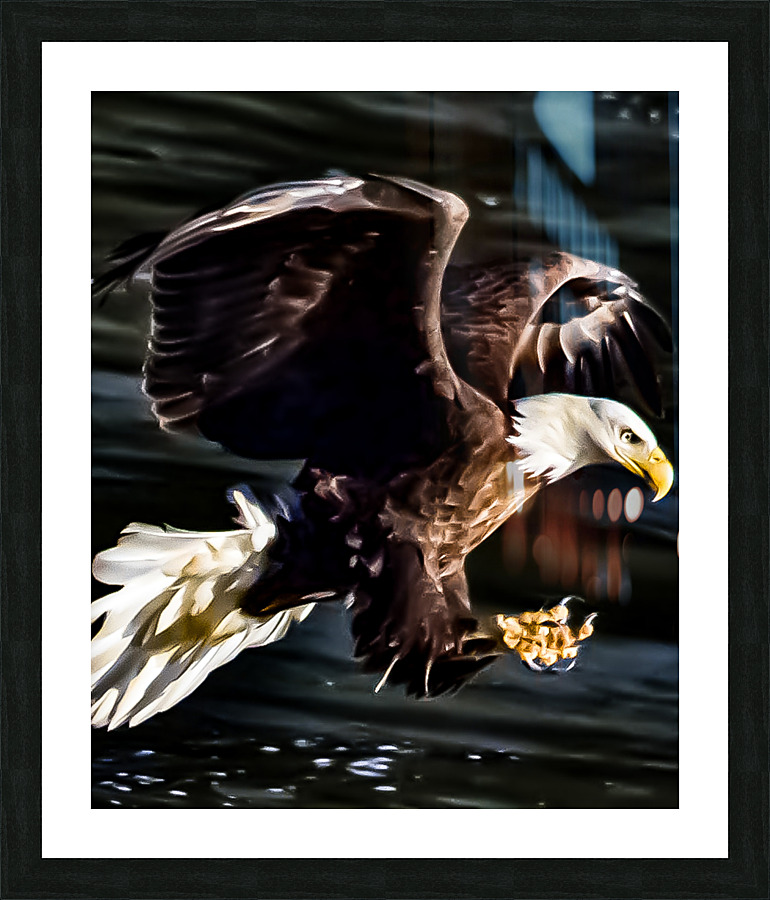 Bald Eagle fishing  Picture Frame print