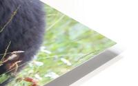Bear out in field  HD Metal print