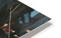 momma bear  HD Metal print