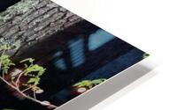 Momma bears love  HD Metal print