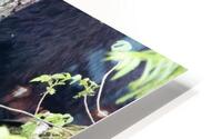 Momma bears love HD Metal print