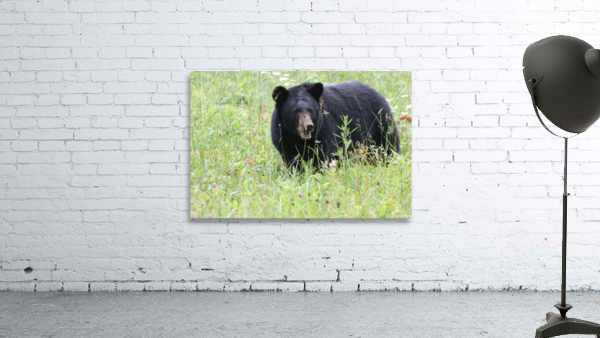 Bear out in field  Wall Preview