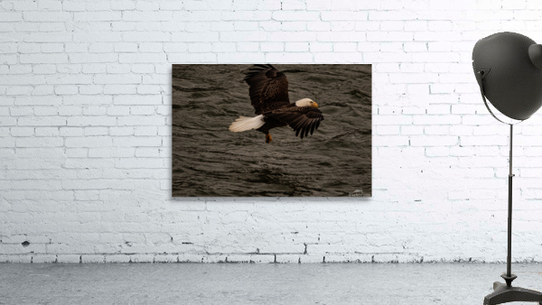 Eagle with his catch  Wall Preview