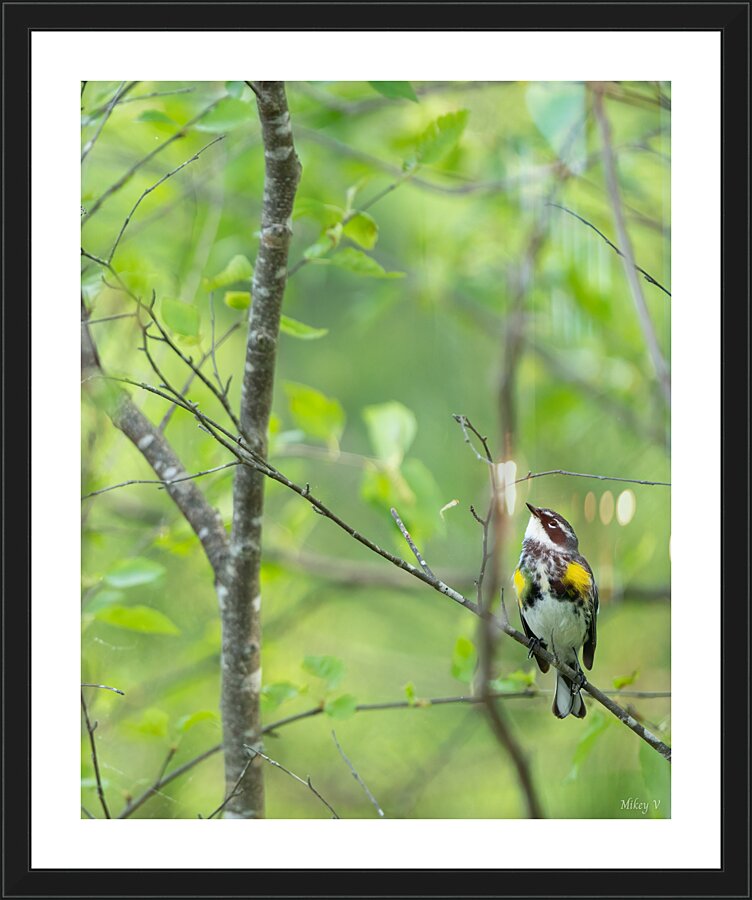 Yellow Rump Picture Frame print