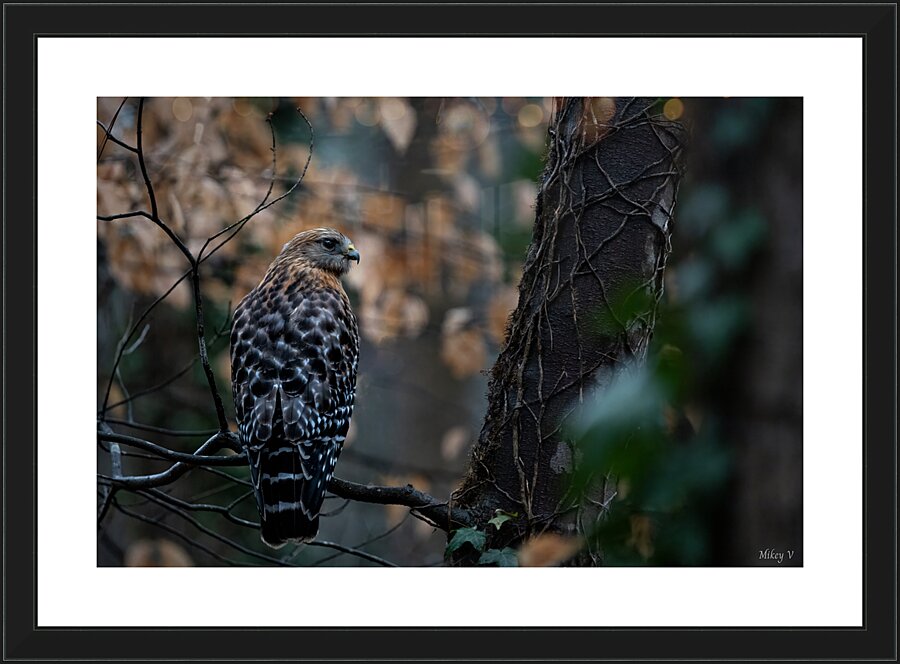 Red Shouldered Hawk  Picture Frame print