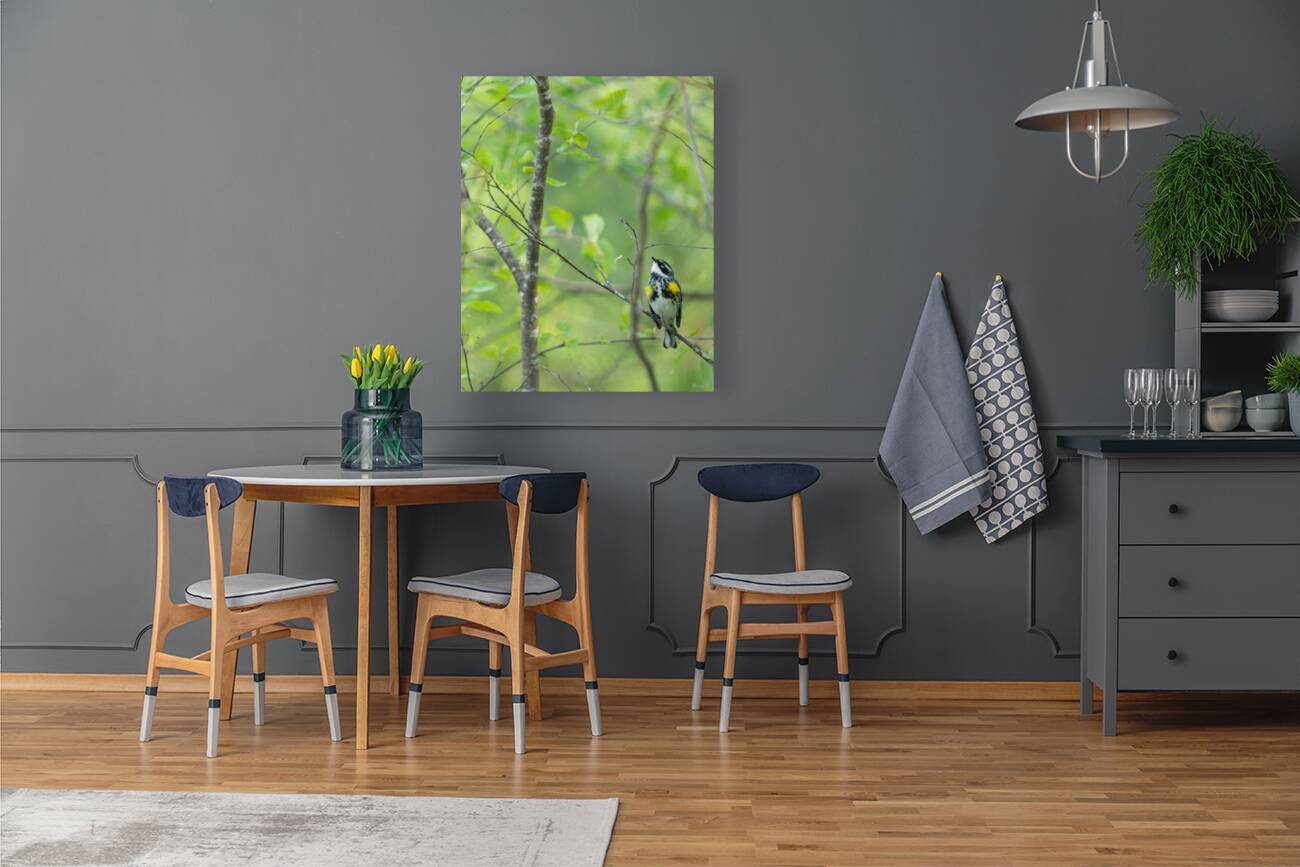 Yellow Rump Reproduction