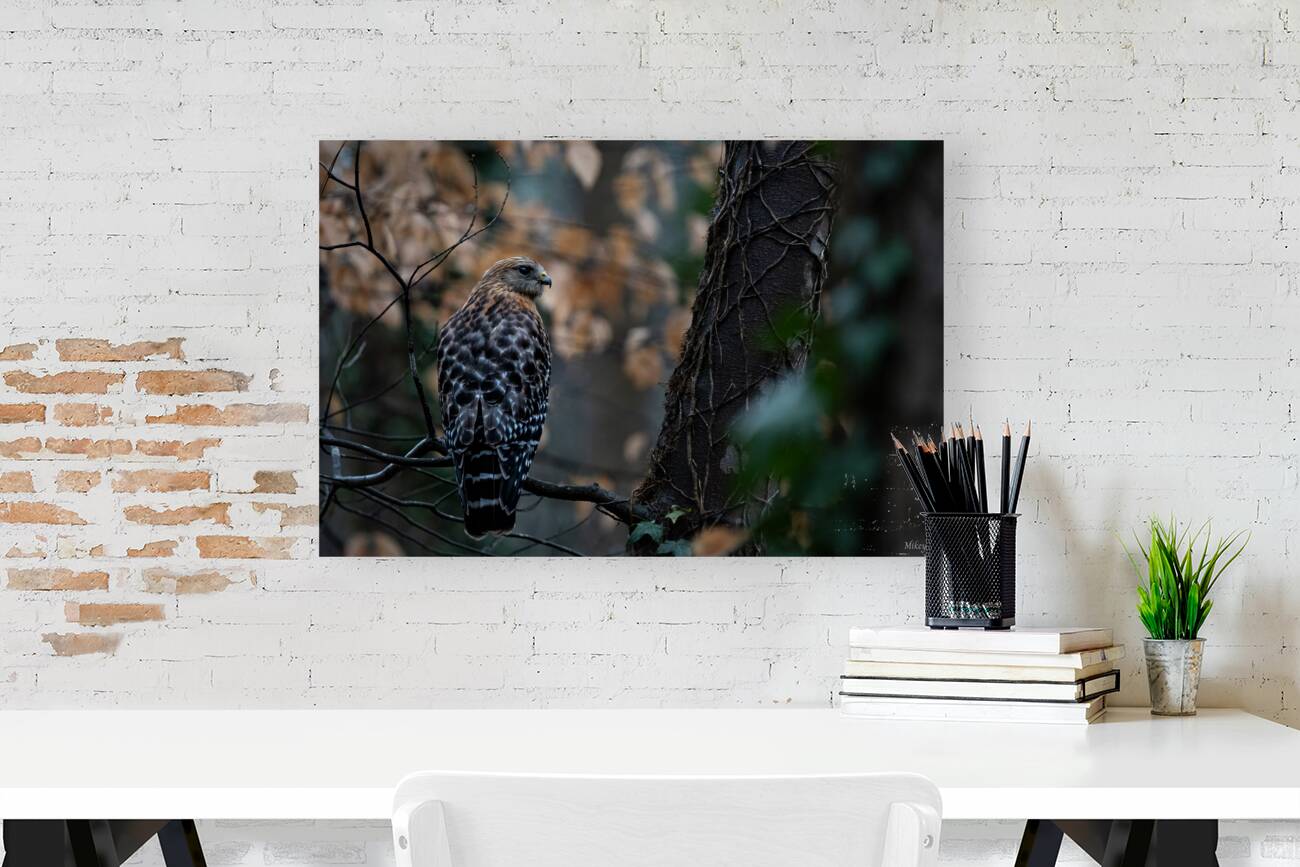 Red Shouldered Hawk  Reproduction