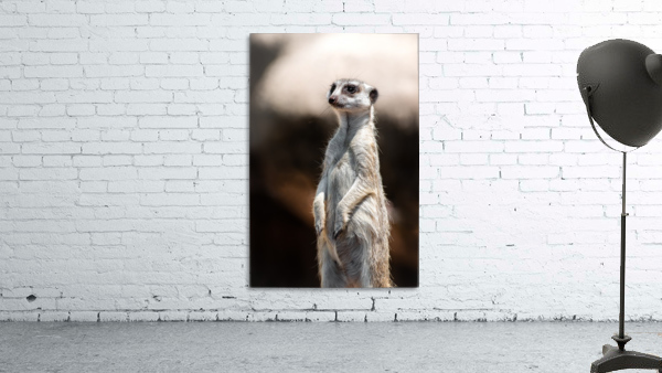 meerkat  Wall Preview