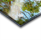 Bald Eagle in the Madrone Tree Acrylic print