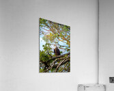 Bald Eagle in the Madrone Tree Acrylic Print