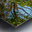 Bald Eagle in the Madrone Tree Metal print