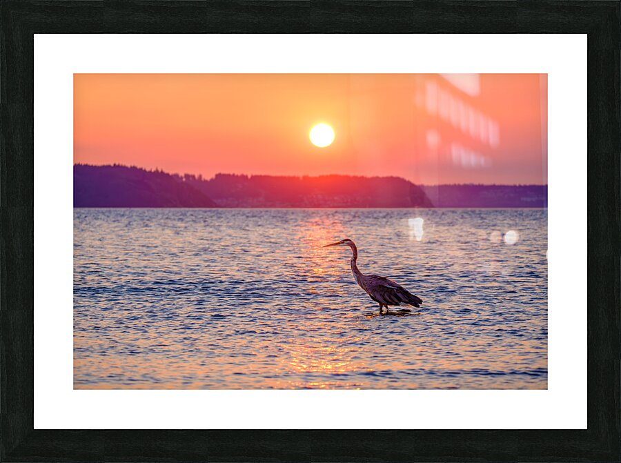 Blue Heron Sunrise Picture Frame print