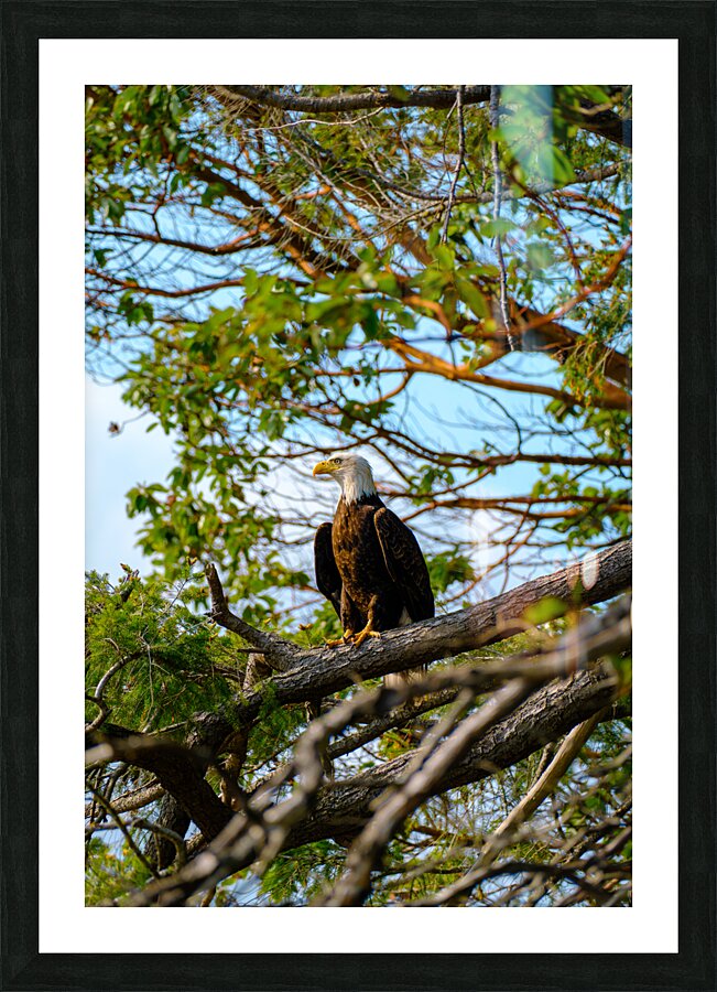Bald Eagle in the Madrone Tree Picture Frame print