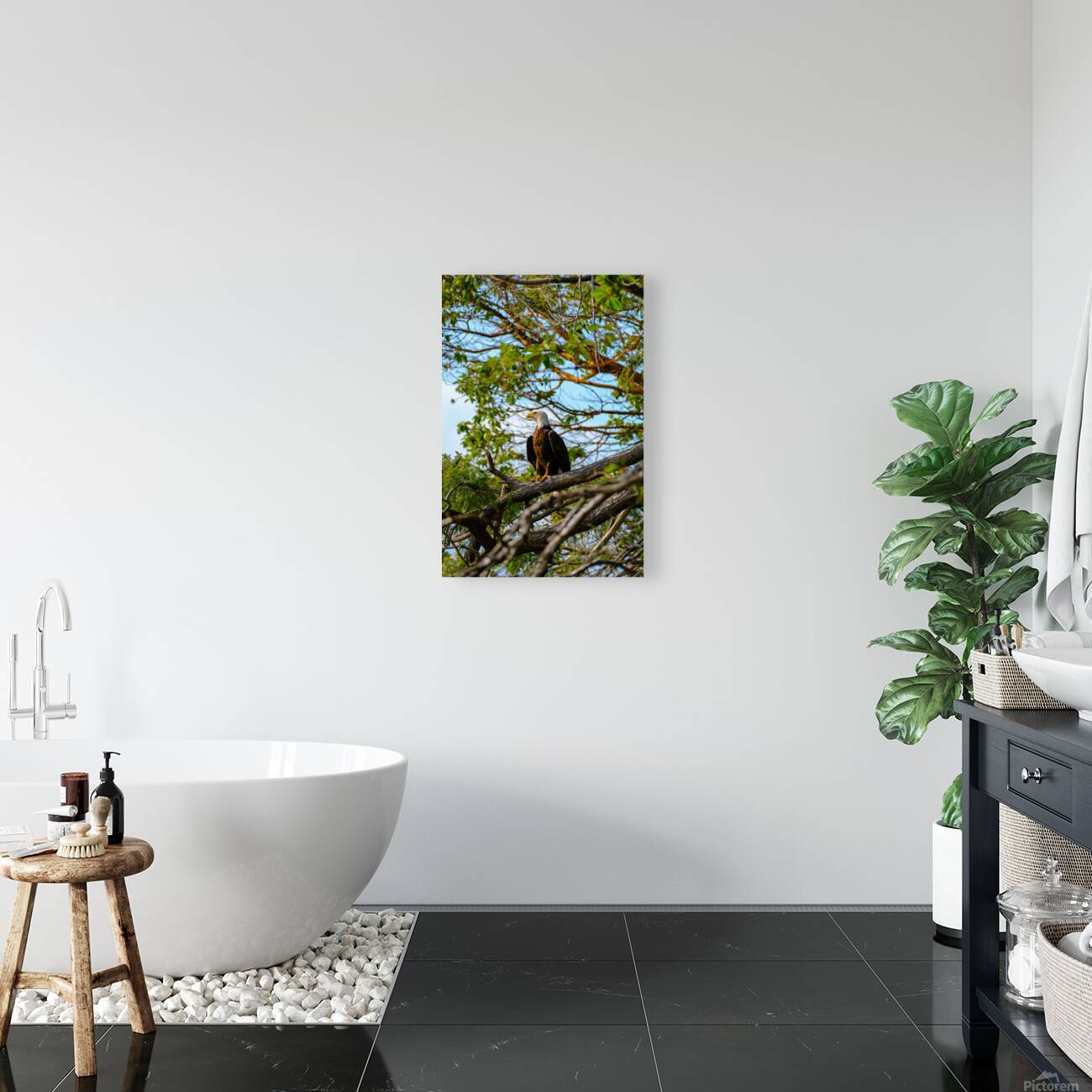 Bald Eagle in the Madrone Tree Reproduction