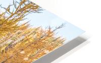 Into the Larches HD Metal print