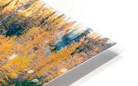 Larch Adventure HD Metal print