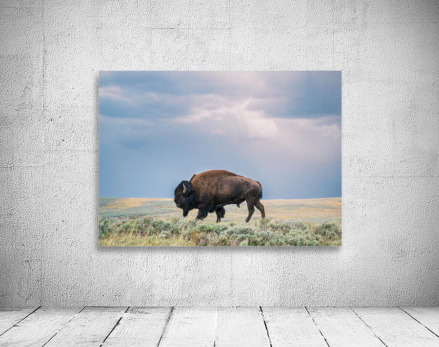 Buffalo Wall Preview