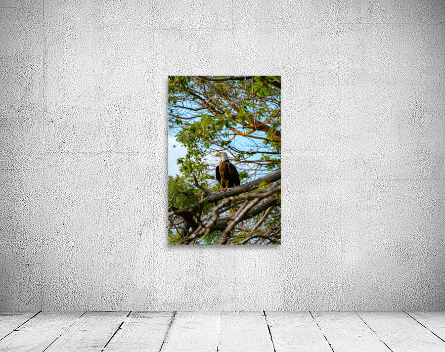 Bald Eagle in the Madrone Tree Wall Preview